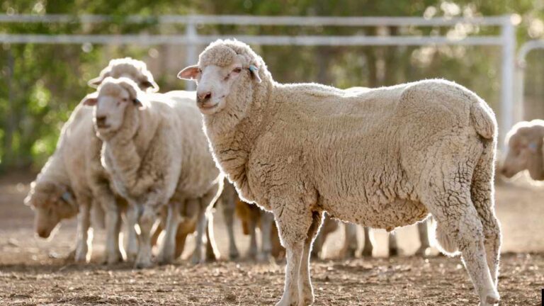 world’s largest sheep farm